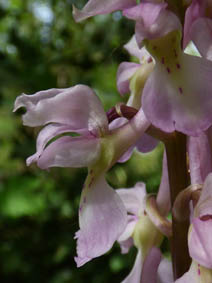 Orchis mascula 'rosea'